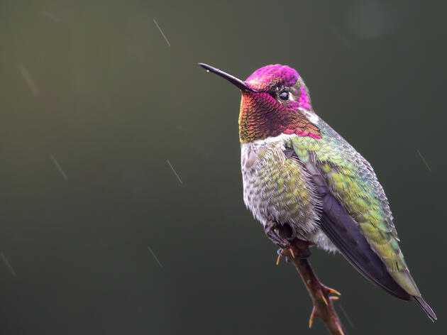 Bird of the Month: Anna's Hummingbird