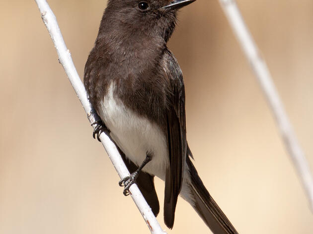 Bird of the Month: The Black Phoebe