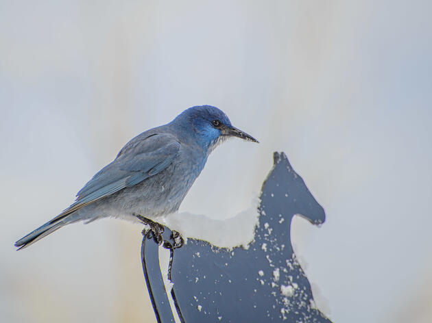 Bird of the Month: Pinyon Jay