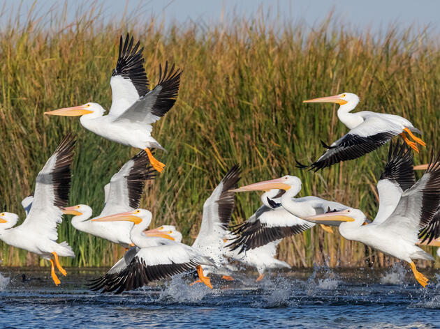 Bird of the Month: The American White Pelican