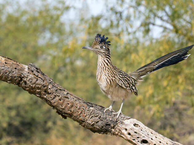 Audubon Chapters