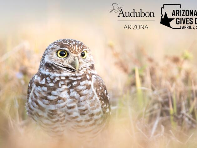 Audubon Arizona to Participate in Arizona Gives Day on April 7, 2020