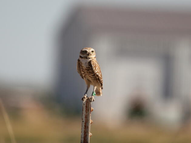 Bird of the Month: Burrowing Owl