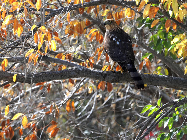 Bosques are for the Birds!