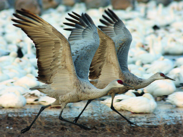 118th Audubon New Mexico's Christmas Bird Count