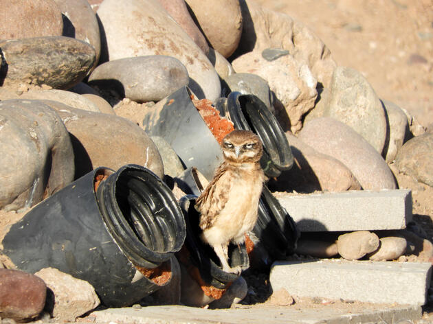 Winter Burrowing Owl Releases