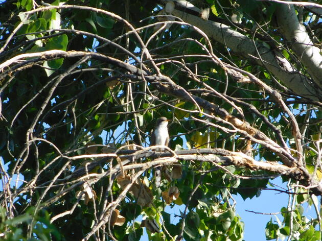 Victory for the western yellow-billed cuckoo: July 2016 AZ WRAN Happenings 