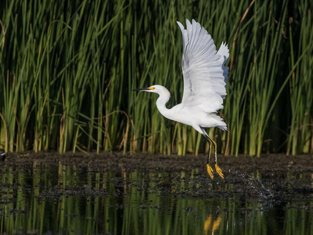 Prioritizing Water Security for Arizona’s Birds and People