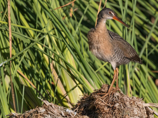 New Senate Bill Threatens U.S.—Mexico Cooperation, Environment, and Birds of Lower Colorado River