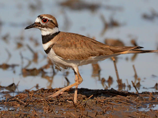 Five Audubon Chapters Awarded with Western Water Grants
