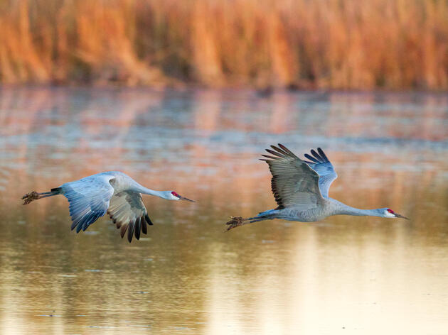 Audubon Southwest Year in Review