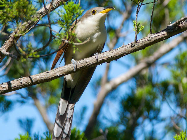 This Dove-sized Bird Travels Five Thousand Miles for a Mate