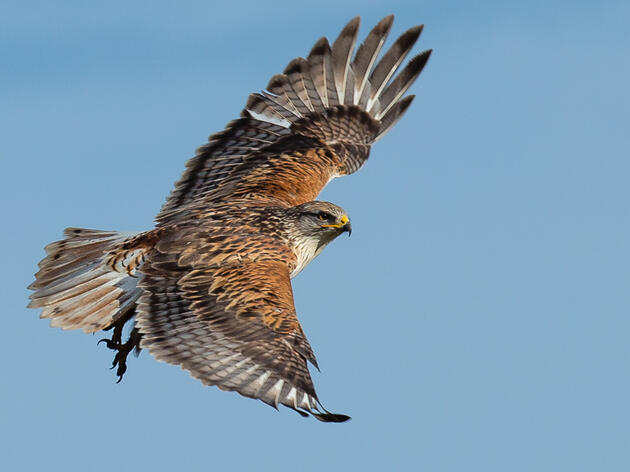 Audubon Southwest Year in Review