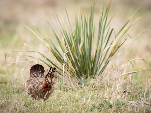 Bird of the Month: Lesser-Prairie Chicken