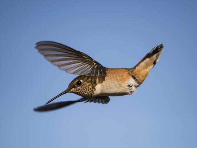 Birds are Being Pushed Beyond Their Limits