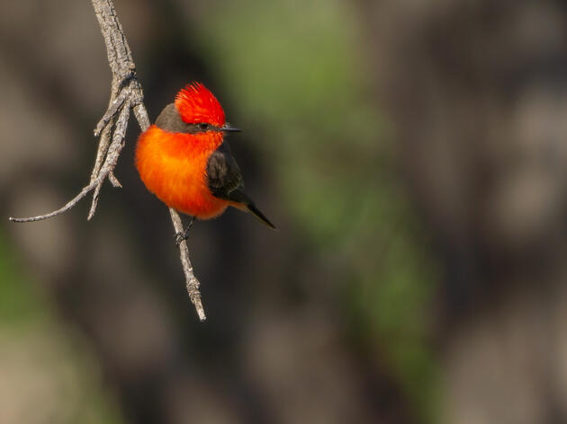 Ave del mes: Papamoscas Cardenalito (Pyrocephalus rubinus)