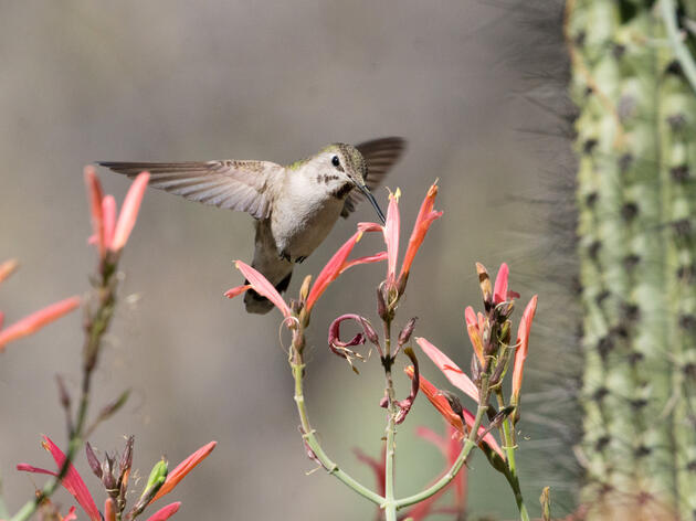 The Hummingbird’s Choice Award goes to…Chuparosa!