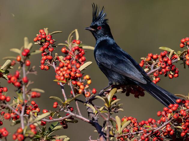 Bird of the Month: The Phainopepla