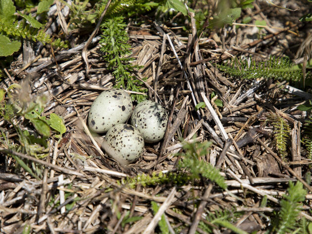 Bird Eggs - The Ultimate Magical Seeds