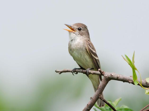 Home is a Healthy River for Southwestern Willow Flycatchers  