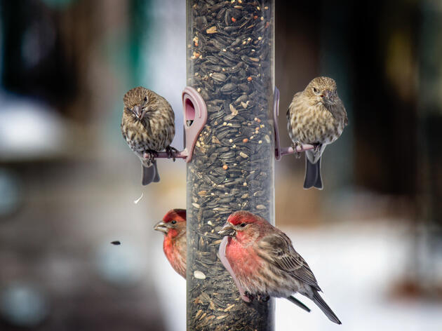 Dear Audubon Southwest, Should I keep my feeders up?