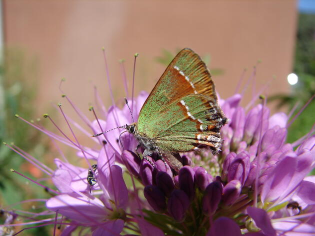 Butterflies of New Mexico