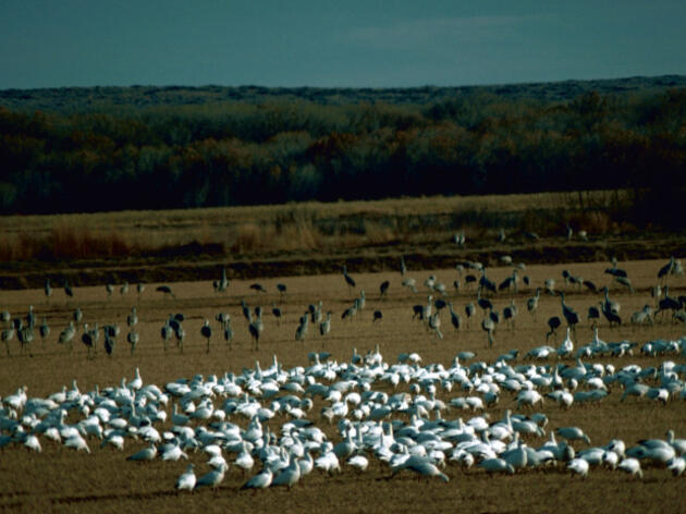 Audubon New Mexico IBA Designated a Ramsar Site