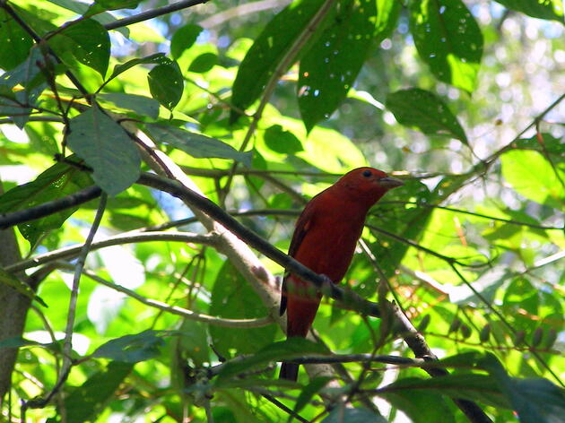 Southwest Birdathon Recap 2022