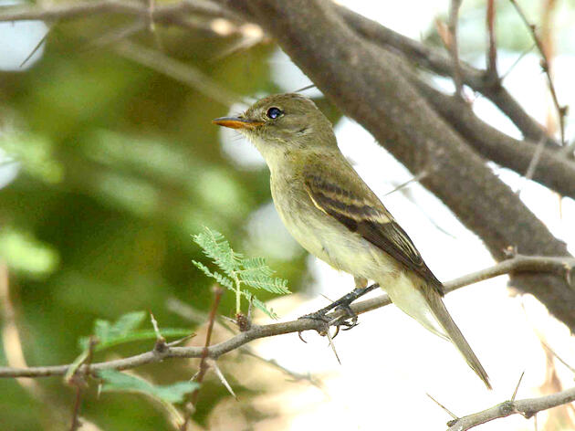 Take Action Now for the Southwestern Willow Flycatcher