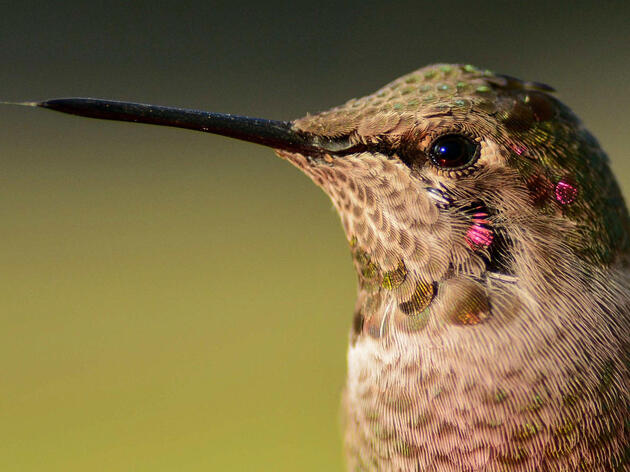 Colibrís, Picaflores (Spanish), Hummingbirds in New Mexico