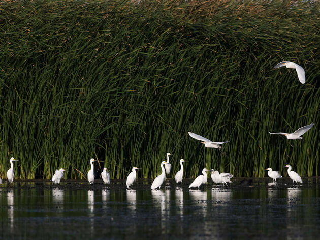 La Abundancia y la Diversidad de las Aves Aumentan en el Delta del Río Colorado después del Flujo Pulso