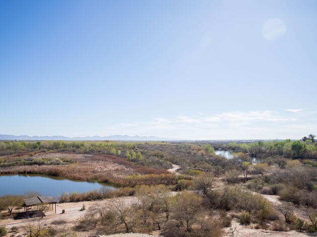 Native Plants Help Restore the Colorado River