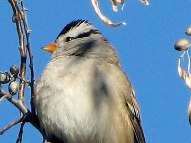 Audubon New Mexico's Christmas Bird Count