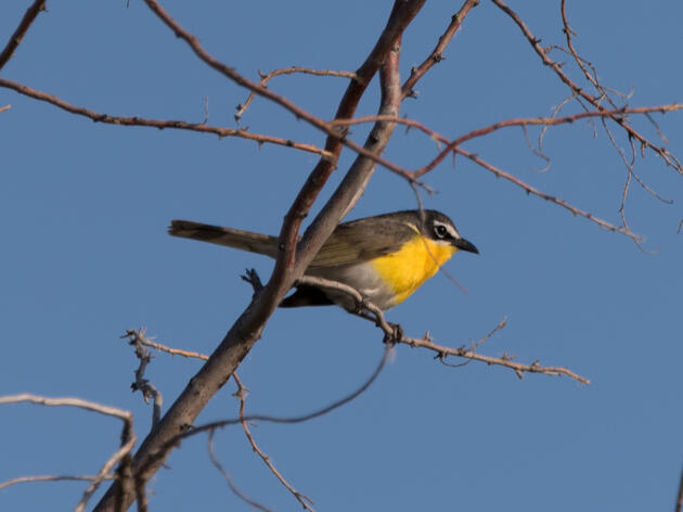 Where to Bird in New Mexico