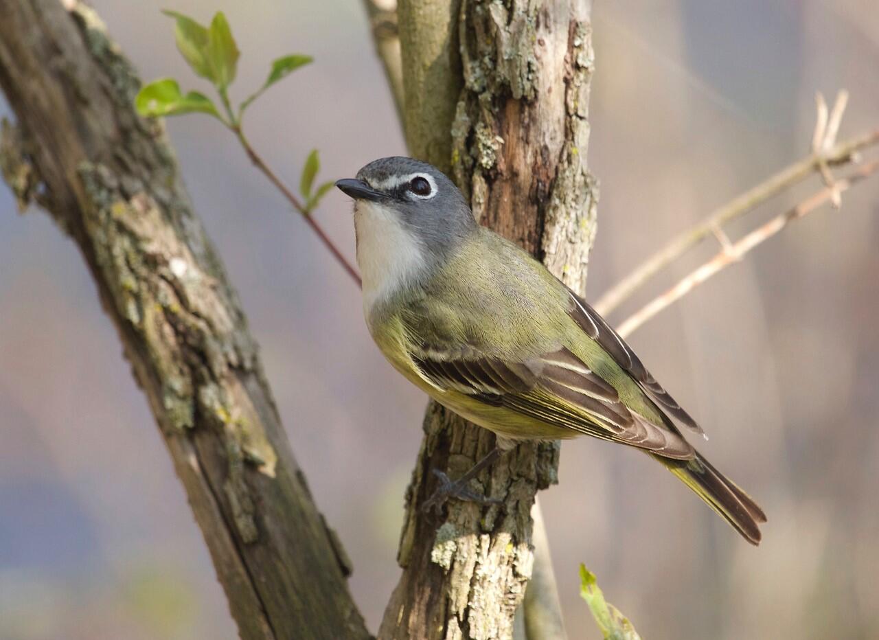 Blue-headed Vireo