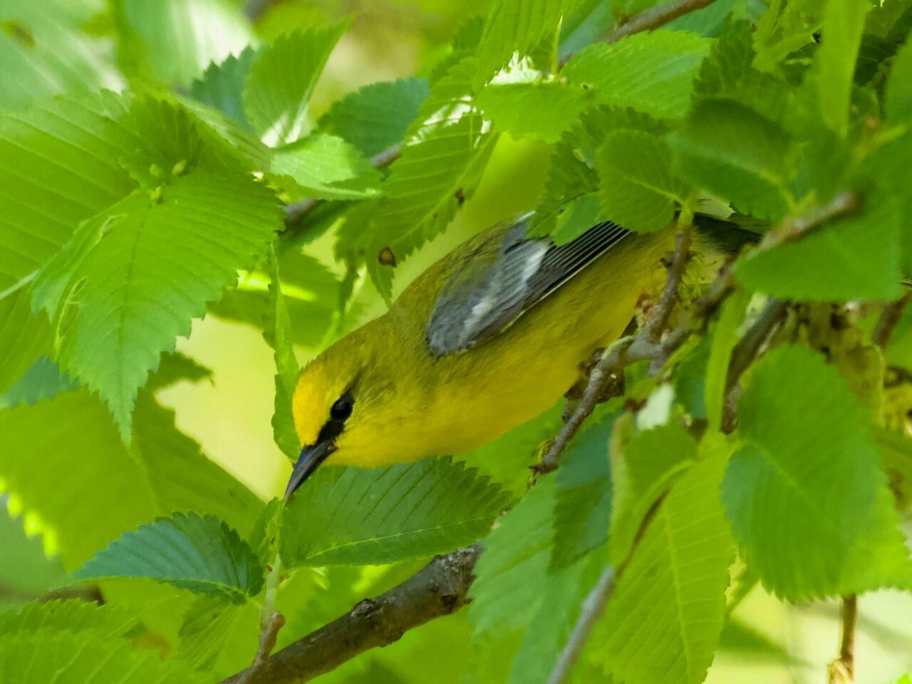 Blue-winged Warbler