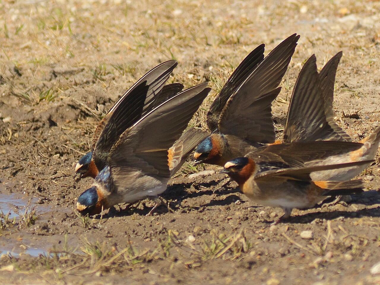 Cliff Swallows