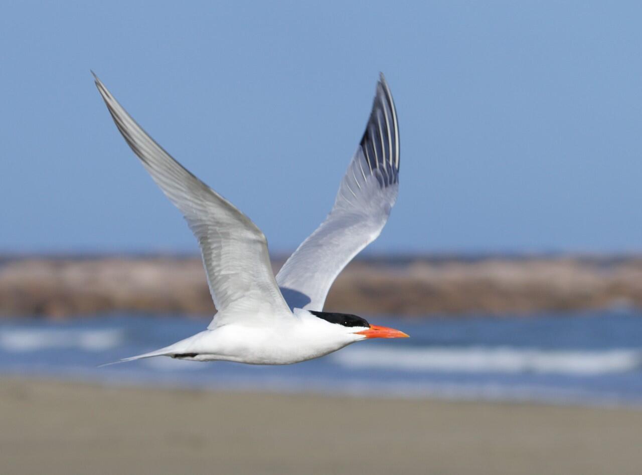 Royal Tern