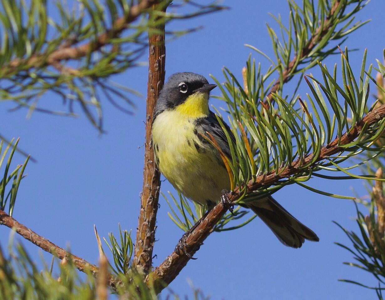 Kirtland's Warbler