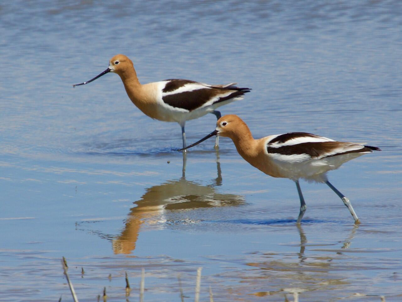 American Avocets