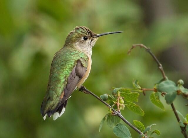 Female Broad-tailed Hummingbird