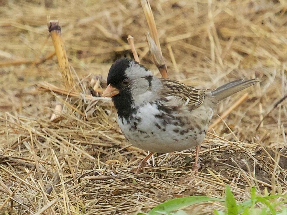 Harris's Sparrow