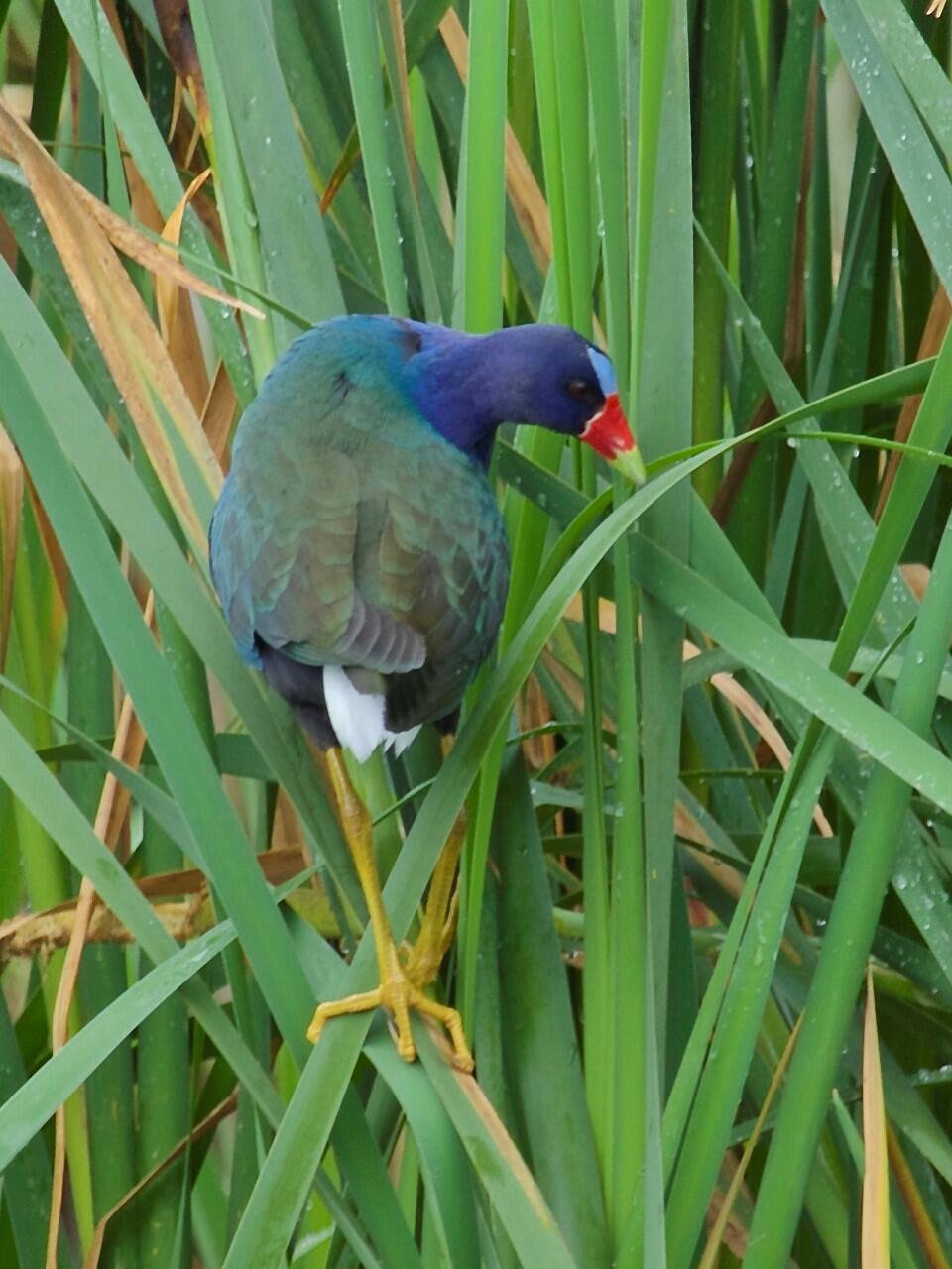 Purple Gallinule