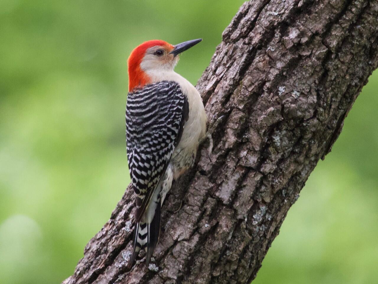 Red-bellied Woodpecker