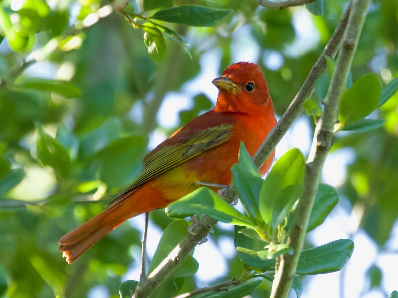 Birders atwitter as rare summer tanager makes flashy first-ever appearance  near Victoria, B.C.