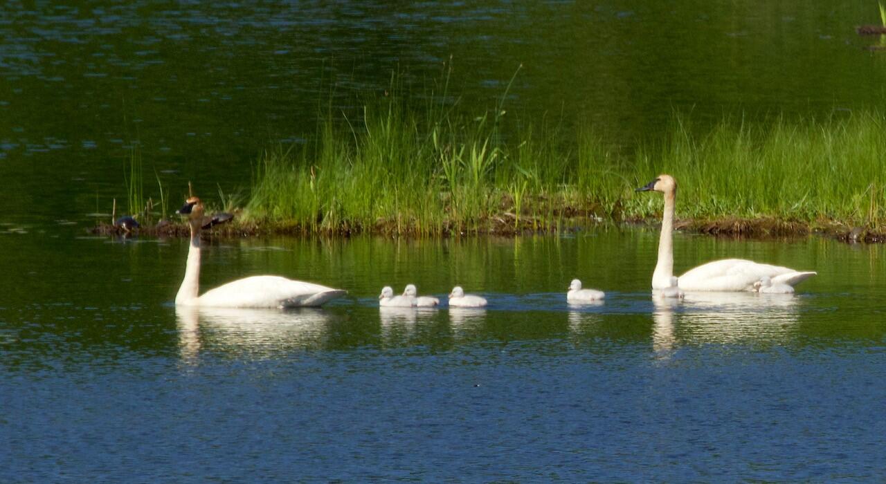 Trumpeter Swans