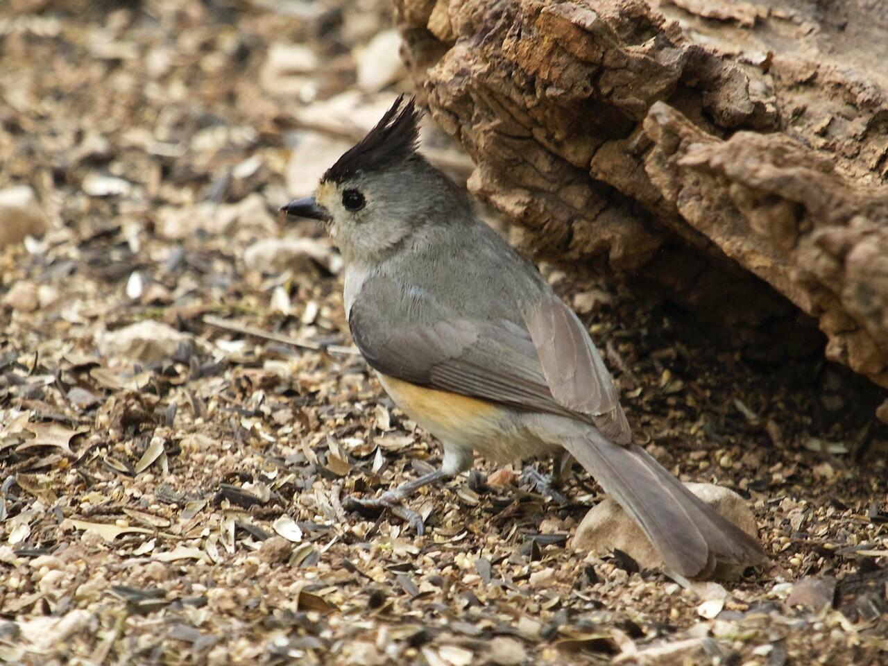 Black-crested Titmouse