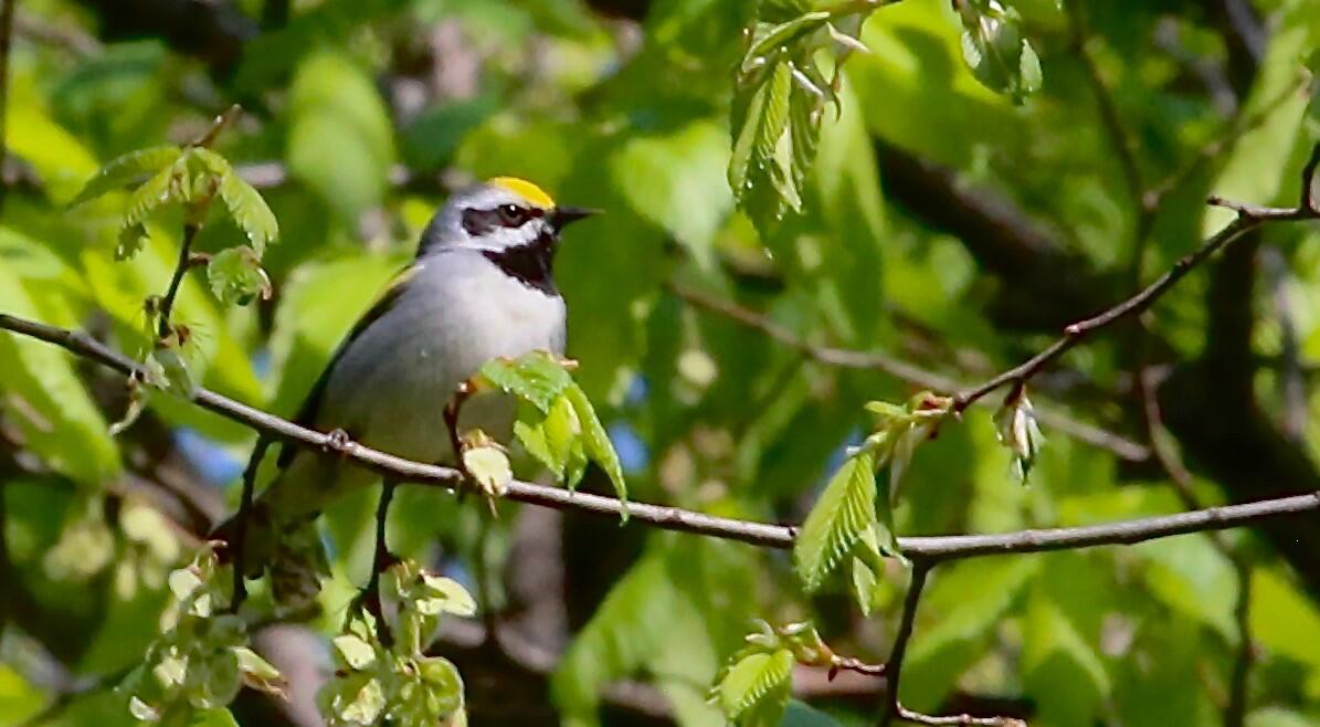 Golden-winged Warbler