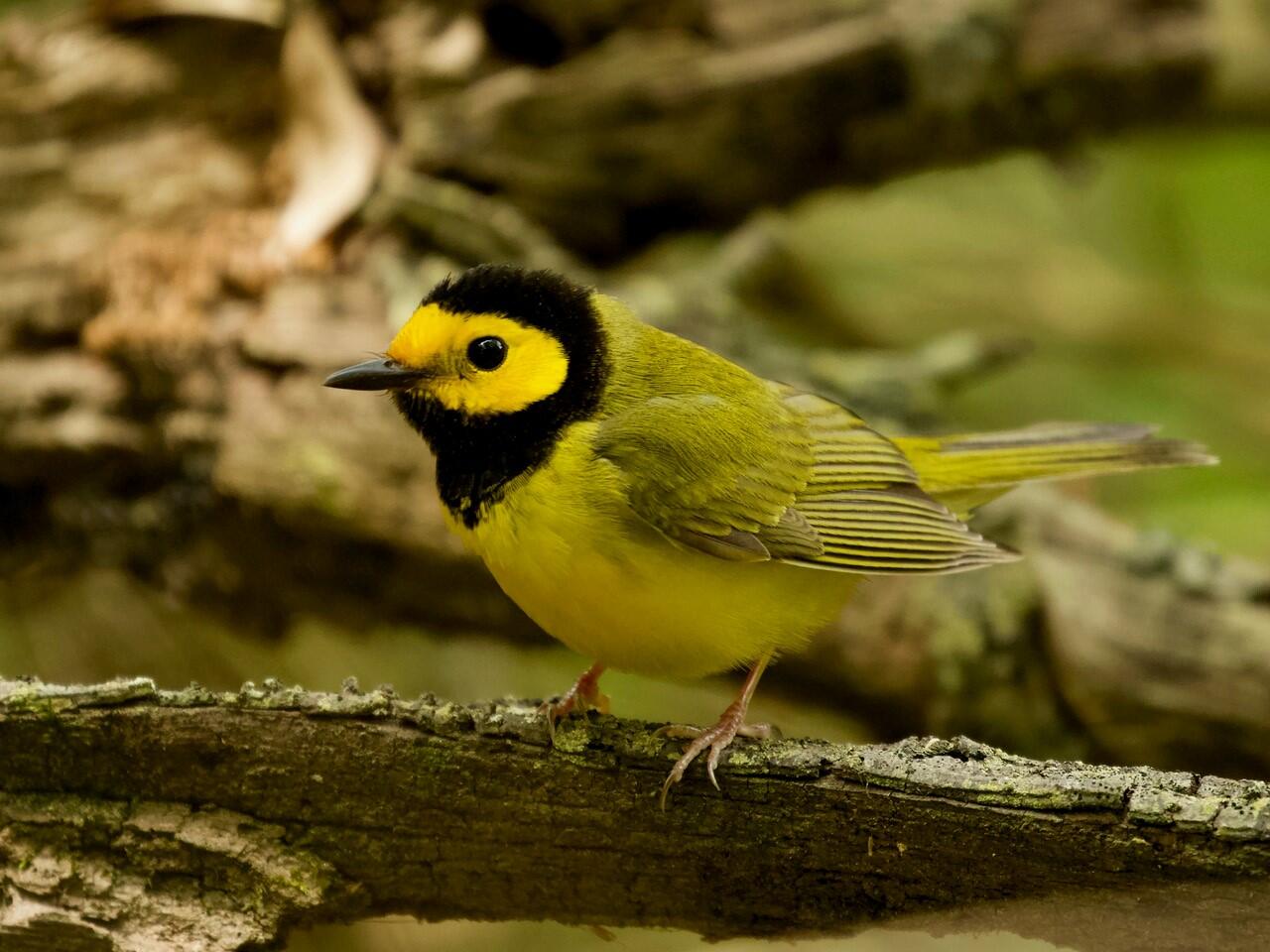 Hooded Warbler