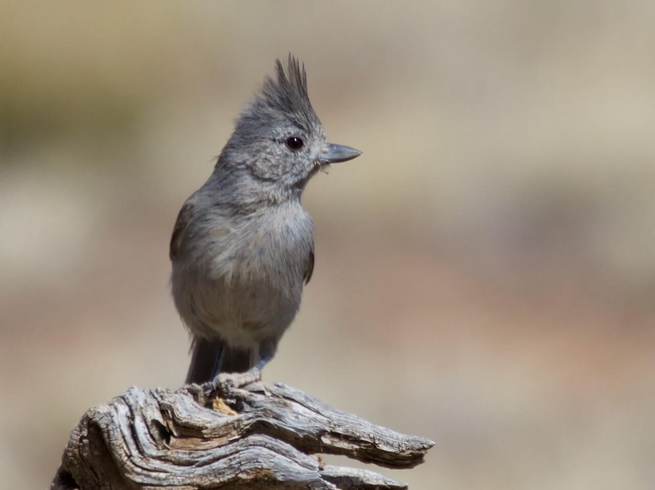 Juniper Titmouse